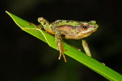 Atelopus palmatus 67424333.jpg