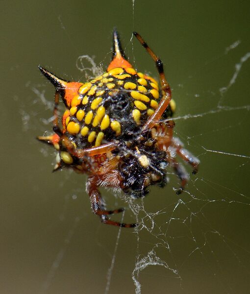 File:Austracantha minax spider, common name, Christmas spider, photographed at Darlington, Western Australia on 4th January 2013.jpg