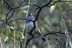 Band-tailed Sierra Finch.jpg