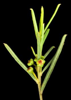 Beyeria apiculata (8691777527).jpg