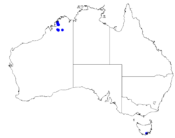 Boronia pauciflora DistMap89.png