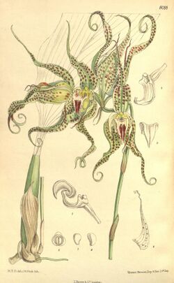 Bulbophyllum binnendijkii (as Bulbophyllum ericssonii, spelled ericssoni) - Curtis' 132 (Ser. 4 no. 2) pl. 8088 (1906).jpg
