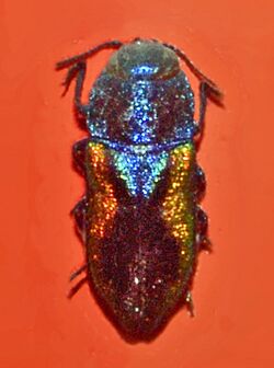 Buprestidae - Anthaxia lucens.JPG