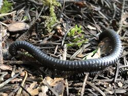 Californiulus euphanus.jpg