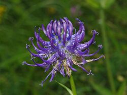 Campanulaceae - Phyteuma orbiculare.JPG