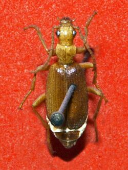 Carabidae - Brachinus crepitans.JPG