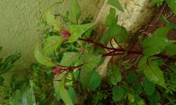 Celosia flower.jpg