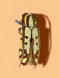 Cerambycidae - Tragocephala variegata.jpg
