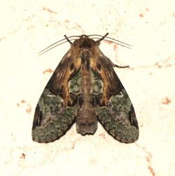 Chadisra bipars (Notodontidae) Moth @ Kanjirappally.jpg