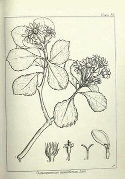 Chrysanthemoides monilifera00.jpg