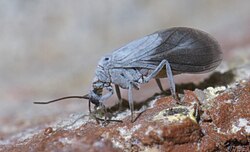 Coniopterygidae P1640716a.jpg