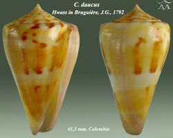 Conus daucus 2.jpg