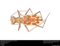 Coppery Tiger Beetle; Ellipsoptera cuprascens (23703681458).jpg