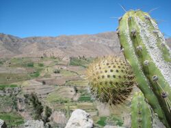 Corryocactus brevistylus.jpg