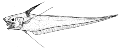 Coryphaenoides subserrulatus (Longrayed whiptail).gif