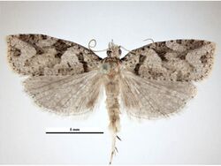 Ctenopseustis obliquana male.jpg