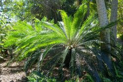 Cycas taitungensis - Marie Selby Botanical Gardens - Sarasota, Florida - DSC01406.jpg