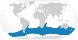 Cypron-Range Eubalaena australis.svg