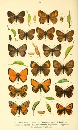 Dieschmetterling14ecks 0142.png