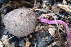 Photograph of rounded brownish tuber