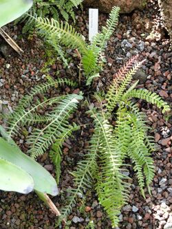 Doodia maxima - Botanischer Garten München-Nymphenburg - DSC08031.JPG