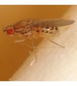 Drosophila busckii 01 cropped.jpg