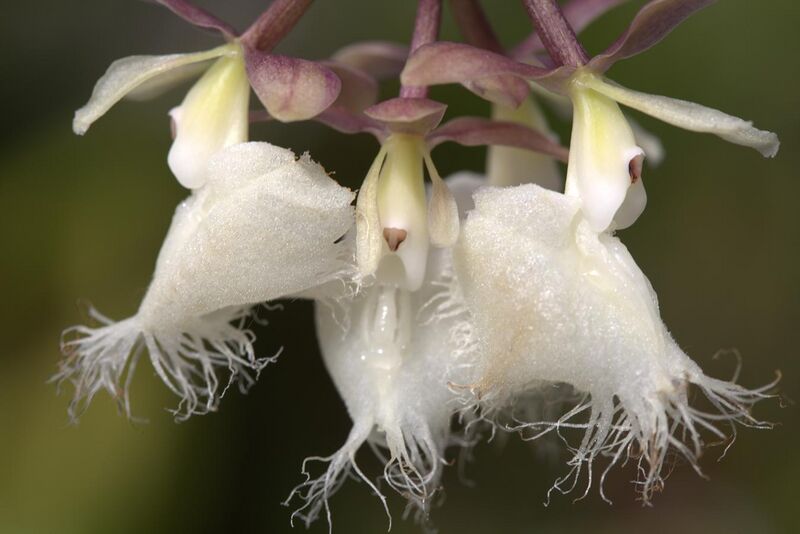 File:Epidendrum ilense GotBot 2015 004.jpg