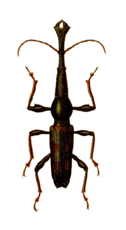 Eutrachelus temmincki m.png