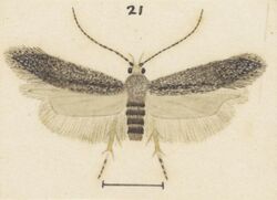 Fig 21 MA I437912 TePapa Plate-LI-The-butterflies full (cropped).jpg