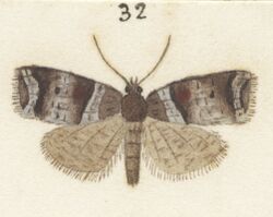 Fig 32 MA I437624 TePapa Plate-XXV-The-butterflies full (cropped).jpg