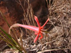 Flickr - João de Deus Medeiros - Barbacenia umbrosa (1).jpg