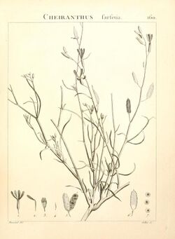 Flora Atlantica, sive, Historia plantarum quae in Atlante, agro Tunetano et Algeriensi crescunt (Plate 160) (9298176483).jpg
