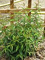 Fuchsia hatschbachii - Flickr - peganum (5).jpg