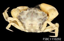 Furrowed Mud Crab (11670912133).jpg