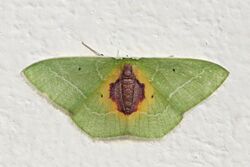 Geometrid moth (Nemoria astraea).jpg