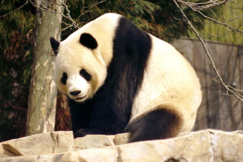 File:Giant Panda 2004-03-2.jpg