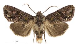 Graphania pelanodes female.jpg