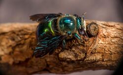 Green Carpenter Bee in Quinkan Country far north Queensland.jpg