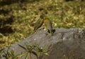 Greenish Yellow-Finch - Peru 86 varie 0044 (23392280695).jpg