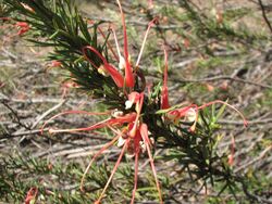 Grevillea tripartita.jpg