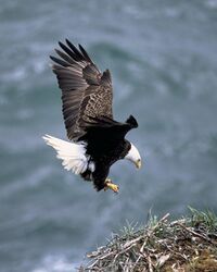 A large bird landing on its nest