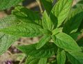 Heliotropium arborescens 'Mini Marine' Heliotrope Leaves 2580px.jpg