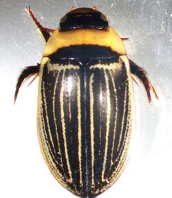 Hydaticus aruspex (f1).jpg