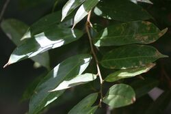 Hydnocarpus venenata leaves.jpg