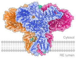 IP3 receptor type 3 (ITPR3) - 6DQN.png