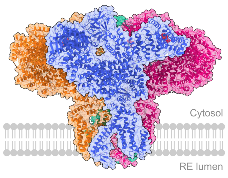 File:IP3 receptor type 3 (ITPR3) - 6DQN.png