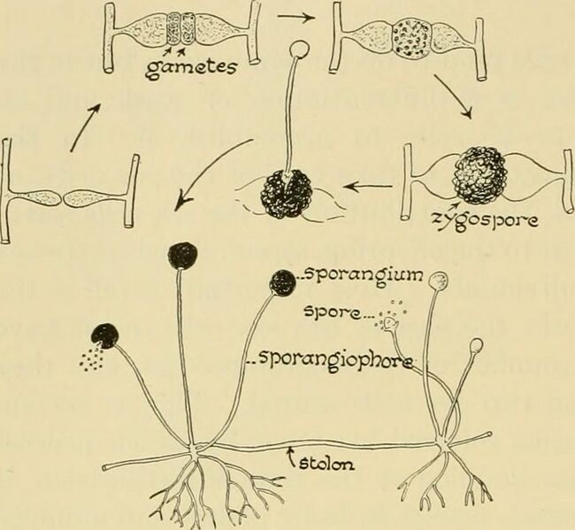 File:Image from page 187 of "Biology; the story of living things" (1937).jpg