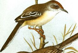 Journal für Ornithologie (1905) (14563307688), Urorhipis rufifrons.jpg