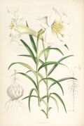 Lilium wallichianum.jpg