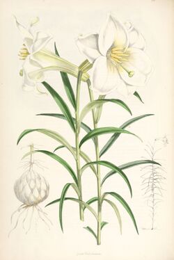 Lilium wallichianum.jpg